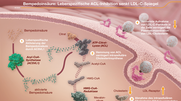 Abbildung Innovativer leberspezifischer Wirkmechanismus zur LDL-C-Senkung 