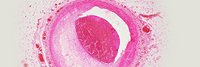 Darstellung einer Zelle in rosa